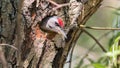 male gray woodpecker peeks out of his nest