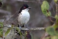 male Great Antshrike (Taraba major) perched among the branches Royalty Free Stock Photo