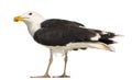 Male Great Black-backed Gull, Larus marinus Royalty Free Stock Photo