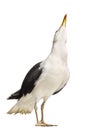 Male Great Black-backed Gull looking up, Larus marinus Royalty Free Stock Photo