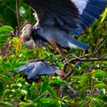 Male Great Blue Heron Mounting his Mate Royalty Free Stock Photo