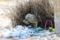 Great Bowerbird in Australia Royalty Free Stock Photo