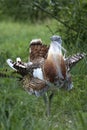 Male Great Bustard (Otis tarda) Royalty Free Stock Photo