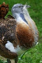 Male Great Bustard (Otis tarda) Royalty Free Stock Photo