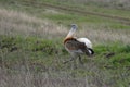 Male Great Bustard walking in spring steppe Royalty Free Stock Photo
