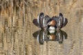 Male great crested grebe Podiceps cristatus displaying in breeding plumage during mating ritual Royalty Free Stock Photo