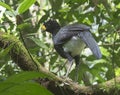 Male Great Curassow (Crax rubra)