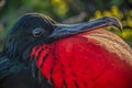 Male Great frigate bird with inflated gula courting Genovesa Island, Galapagos