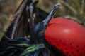 Male Great Frigatebird displays with inflated gular pouch, Genovesa island, Galapagos Royalty Free Stock Photo