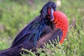 Male Great Frigatebird (Fregata minor) grooming Royalty Free Stock Photo