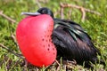 Male Great Frigatebird on Genovesa Island, Galapagos National Pa