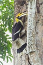 Male Great Hornbill Royalty Free Stock Photo