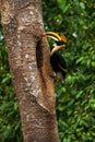 Male Great Hornbill feeding the female at the nest cavity Royalty Free Stock Photo