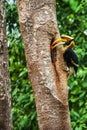 Male Great Hornbill feeding the female at the nest Royalty Free Stock Photo