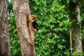 Male Great Hornbill feeding the female at the nest Royalty Free Stock Photo