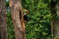 Male Great Hornbill feeding the female at the nest cavity Royalty Free Stock Photo