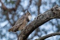 A male great horned owl hooting to its mate as the light begins to wane Royalty Free Stock Photo