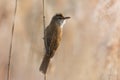 male great reed warbler