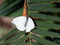 A Male Great Southern White Butterfly Resting on Green Plant Royalty Free Stock Photo