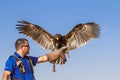 Male great spotted eagle during a falconry flight show in Dubai, UAE.