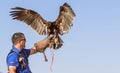 Male great spotted eagle during a falconry flight show in Dubai, UAE.