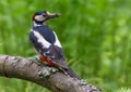 Male Great spotted woodpecker back view with catch of insects and other food for his youngs Royalty Free Stock Photo