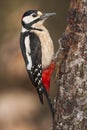 Male Great Spotted Woodpecker Dendrocopos major perched on an ash tree trunk on a uniform green background. Royalty Free Stock Photo