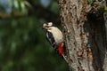 A stunning male Great spotted Woodpecker, Dendrocopos major, perching on the edge of its nesting hole in a Willow tree with a be