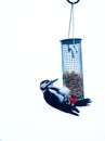 A male Great Spotted Woodpecker eating peanuts from a hanging garden feeder