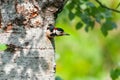 Male great spotted woodpecker exiting the nest