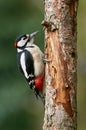 Male great-spotted woodpecker
