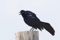 Male Great-tailed Grackle Calling From a Wooden Post - Texas