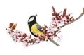 Male great tit looking up, perched on a flowering branch