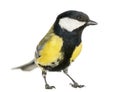 Male great tit, Parus major Royalty Free Stock Photo