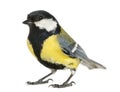 Male great tit, Parus major Royalty Free Stock Photo