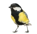 Male great tit, Parus major Royalty Free Stock Photo