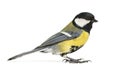 Male great tit, Parus major Royalty Free Stock Photo