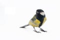 Male great tit, Parus major, isolated on white, bird. Royalty Free Stock Photo