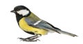 Male great tit, Parus major, isolated Royalty Free Stock Photo