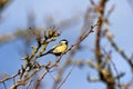 A Male Great Tit  Parus Major Royalty Free Stock Photo