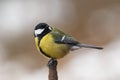 Male Great Tit perched on a branch Royalty Free Stock Photo