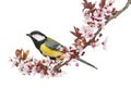 Male great tit perched on a flowering branch, looking up, Parus major Royalty Free Stock Photo