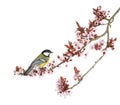 Male great tit perched on a flowering branch, Parus major Royalty Free Stock Photo