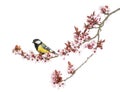 Male great tit perched on a flowering branch, Parus major Royalty Free Stock Photo