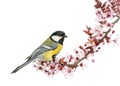 Male great tit perched on a flowering branch, Parus major Royalty Free Stock Photo