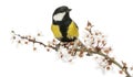 Male great tit perched on a flowering branch, Parus major