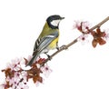 Male great tit perched on a flowering branch, Parus major Royalty Free Stock Photo