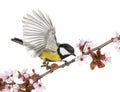 Male great tit taking off from a flowering branch - Parus major