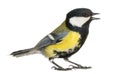 Male great tit tweeting, Parus major