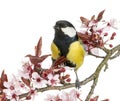 Male great tit tweeting, Parus major, isolated